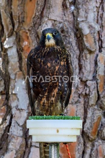 plumbed hybrid X black gyrfalcon.