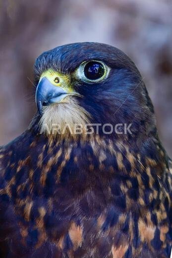 plumbed hybrid X black gyrfalcon.
