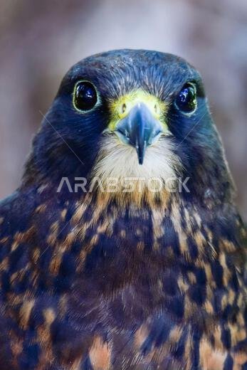 plumbed hybrid X black gyrfalcon.