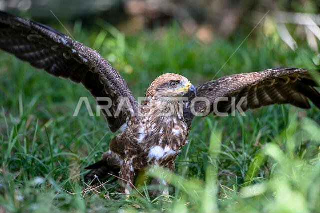 Milvus migrans or black kite is a species of bird in the Accipitridae family.