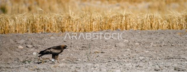 Hieraaetus pennatus - The booted eagle is a species of accipitriform bird in the Accipitridae family.
