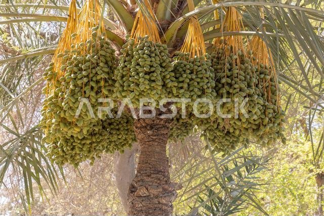 شجرة نخيل تحمل عناقيد من ثمار التمر الأخضر