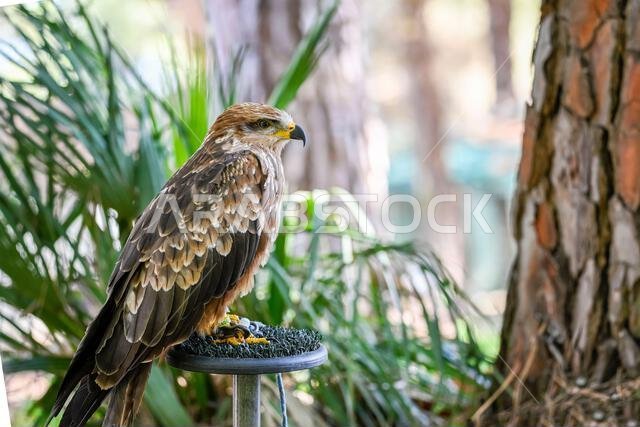 Milvus migrans or black kite is a species of bird in the Accipitridae family.