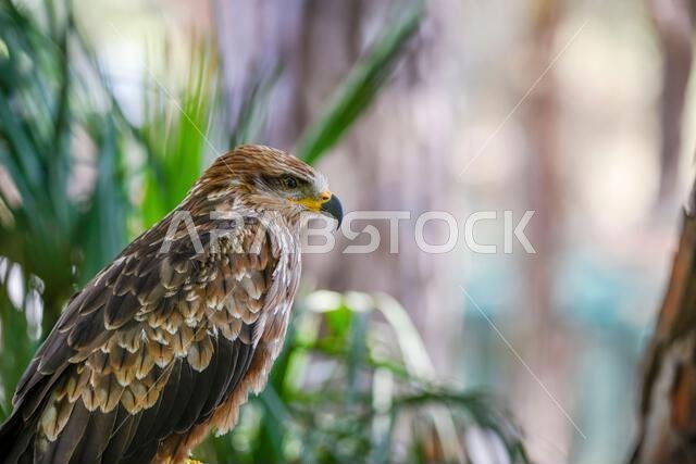 Milvus migrans or black kite is a species of bird in the Accipitridae family.