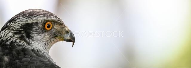 Accipiter gentilis gentilis - Finnish Goshawk, is a species of bird in the Accipitridae family.