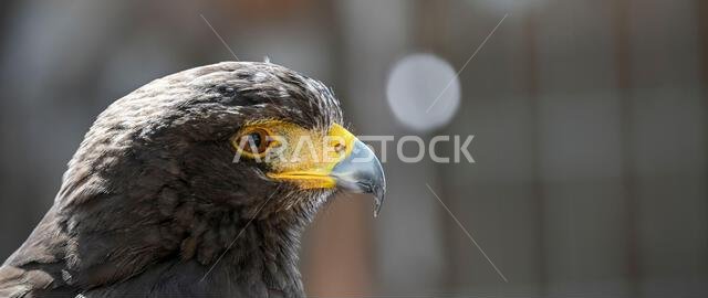 Parabuteo unicinctus or Harris's eagle, is a species of accipitriforme bird in the Accipitridae family.