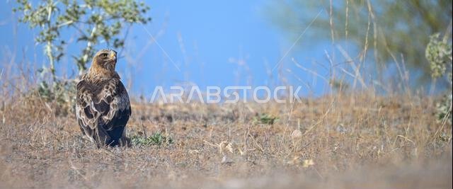 Hieraaetus pennatus - The booted eagle is a species of accipitriform bird in the Accipitridae family.