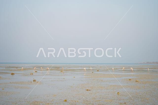 طائر الفلامنجو الوردي، طيور الفلامنجو الأمريكية على الشاطئ. طائر الفلامنجو الوردي، طيور الفلامنجو الأمريكية على الشاطئ.