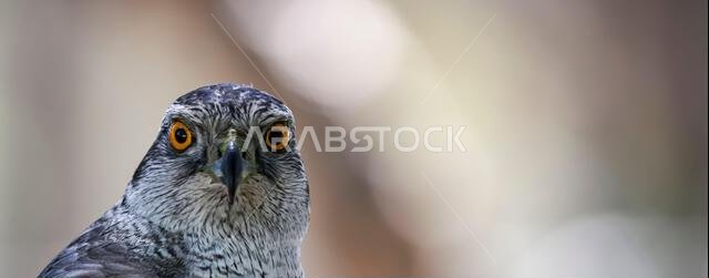 Accipiter gentilis - Iberian Goshawk, is a species of accipitriforme bird in the Accipitridae family.