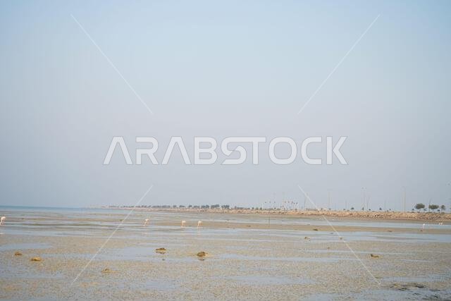 طائر الفلامنجو الوردي، طيور الفلامنجو الأمريكية على الشاطئ.
