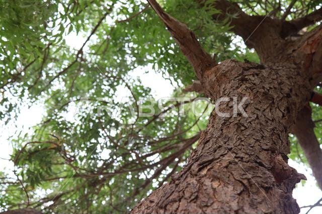 Neem tree trunk.