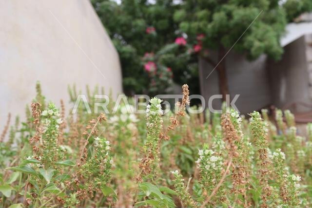 basil plant flowers
