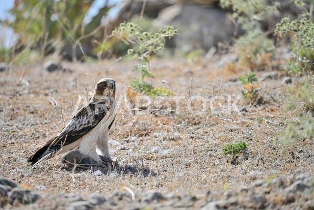 Hieraaetus pennatus - The booted eagle is a species of accipitriform bird in the Accipitridae family.