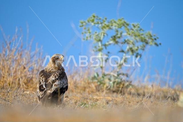 Hieraaetus pennatus - The booted eagle is a species of accipitriform bird in the Accipitridae family.