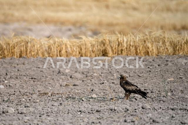 Hieraaetus pennatus - The booted eagle is a species of accipitriform bird in the Accipitridae family.