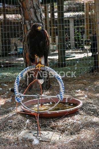 Parabuteo unicinctus or Harris's eagle, is a species of accipitriforme bird in the Accipitridae family.