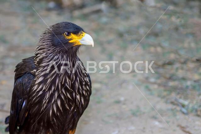 Parabuteo unicinctus or Harris's eagle, is a species of accipitriforme bird in the Accipitridae family.