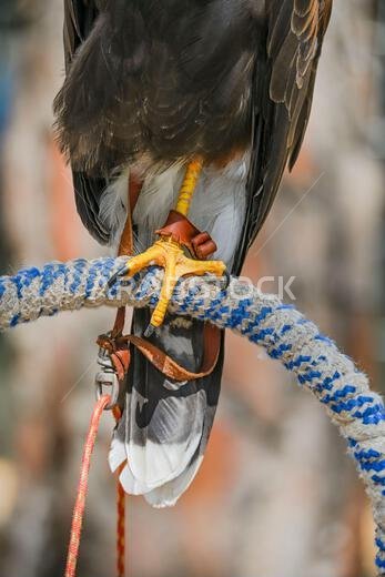 Parabuteo unicinctus or Harris's eagle, is a species of accipitriforme bird in the Accipitridae family.