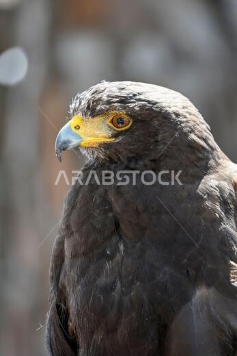 Parabuteo unicinctus or Harris's eagle, is a species of accipitriforme bird in the Accipitridae family.