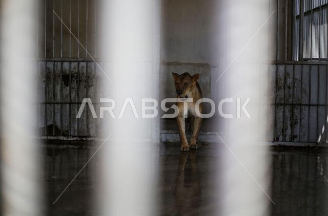 A lion seen in its cage after having a shower in the Namaa Zoo on a hot day. A heat wave sweeps the Middle East region coming from the Kingdom of Saudi Arabia, and the Palestinian meteorologist is expecting that the temperature will rise in the coming days to 5 degrees higher than its annual general average.
