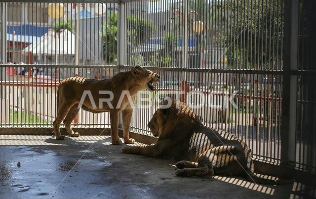 Lions seen in the cage at the Namaa Zoo on a hot day. A heat wave sweeps the Middle East region coming from the Kingdom of Saudi Arabia, and the Palestinian meteorologist is expecting that the temperature will rise in the coming days to 5 degrees higher than its annual general average.