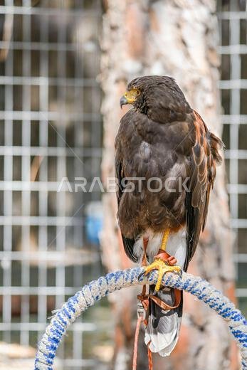 Parabuteo unicinctus أو نسر هاريس، هو نوع من الطيور من فصيلة Accipitridae. Parabuteo unicinctus أو نسر هاريس، هو نوع من الطيور من فصيلة Accipitridae.