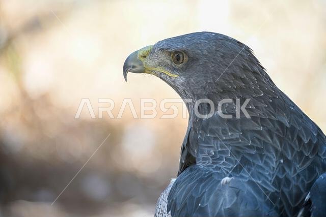 Geranoaetus melanoleucus or shielded eagle, is a species of accipitriforme bird in the Accipitridae family.
