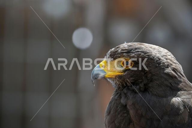 Parabuteo unicinctus or Harris's eagle, is a species of accipitriforme bird in the Accipitridae family.