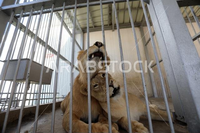 Lions are seen playing in the cage on a hot day at the Namaa Zoo. A heat wave sweeps the Middle East region coming from the Kingdom of Saudi Arabia, and the Palestinian meteorologist is expecting that the temperature will rise in the coming days to 5 degrees higher than its annual general average.