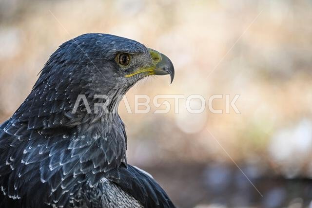 النسر المحمي (Geranoaetus melanoleucus) هو نوع من طيور accipitriforme في عائلة Accipitridae. النسر المحمي (Geranoaetus melanoleucus) هو نوع من طيور accipitriforme في عائلة Accipitridae.
