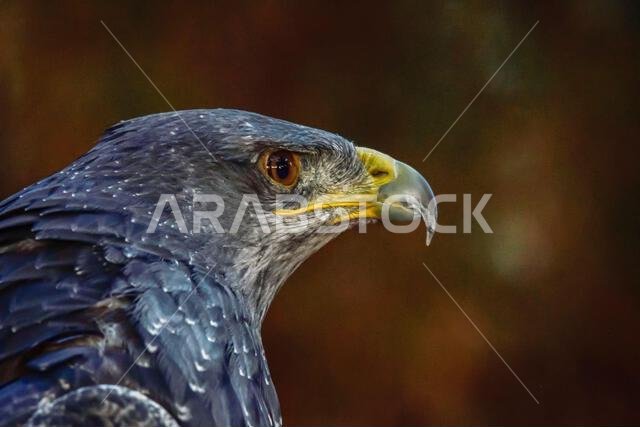 النسر المحمي (Geranoaetus melanoleucus) هو نوع من طيور accipitriforme في عائلة Accipitridae.