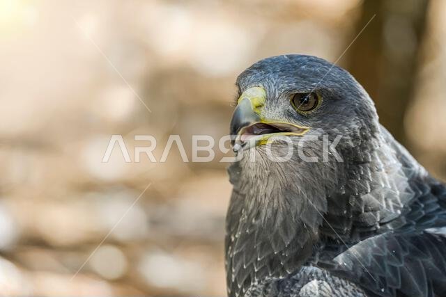النسر المحمي (Geranoaetus melanoleucus) هو نوع من طيور accipitriforme في عائلة Accipitridae.