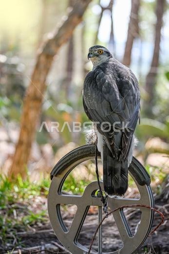 Accipiter gentilis gentilis - Finnish Goshawk, is a species of bird in the Accipitridae family.