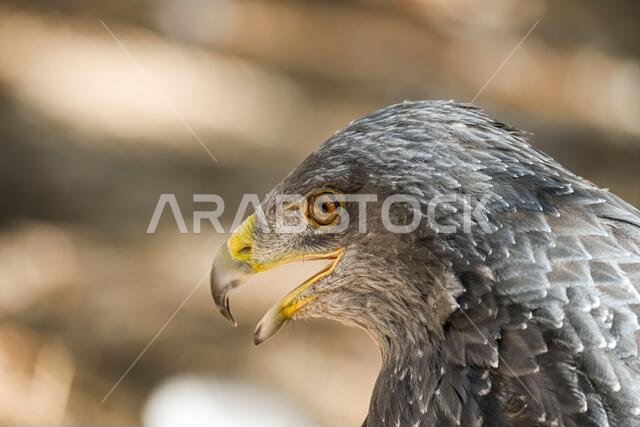 النسر المحمي (Geranoaetus melanoleucus) هو نوع من طيور accipitriforme في عائلة Accipitridae. النسر المحمي (Geranoaetus melanoleucus) هو نوع من طيور accipitriforme في عائلة Accipitridae.