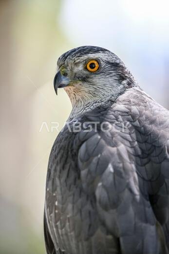 Accipiter gentilis gentilis - Finnish Goshawk, is a species of bird in the Accipitridae family.