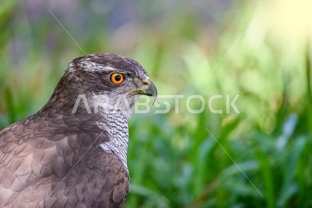 Accipiter gentilis gentilis - Finnish Goshawk, is a species of bird in the Accipitridae family.