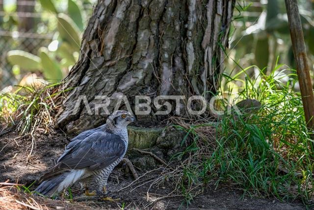 Accipiter gentilis gentilis - Finnish Goshawk, is a species of bird in the Accipitridae family.