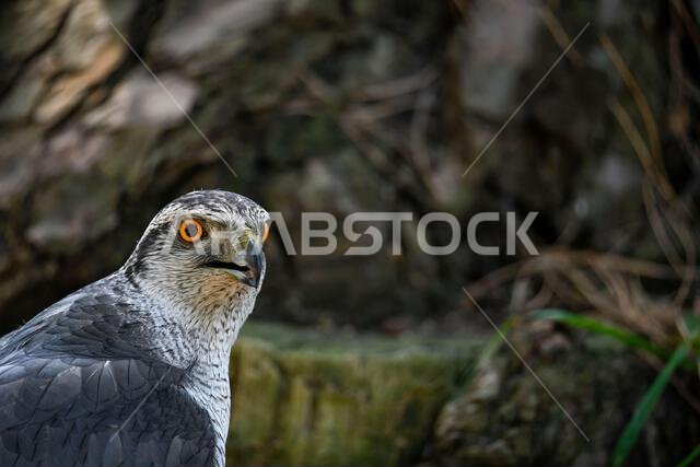 Accipiter gentilis gentilis - Finnish Goshawk, is a species of bird in the Accipitridae family.
