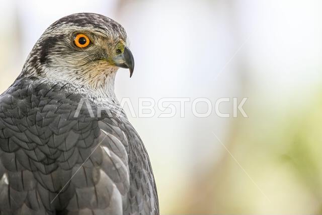 Accipiter gentilis gentilis - Finnish Goshawk, is a species of bird in the Accipitridae family.