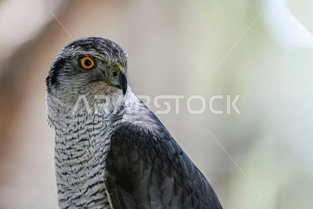 الباز الجنتيليس (الاسم العلمي: Accipiter gentilis) هو نوع من الطيور من فصيلة Accipitridae.