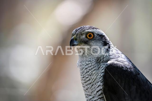 Accipiter gentilis - Iberian Goshawk, is a species of accipitriforme bird in the Accipitridae family.