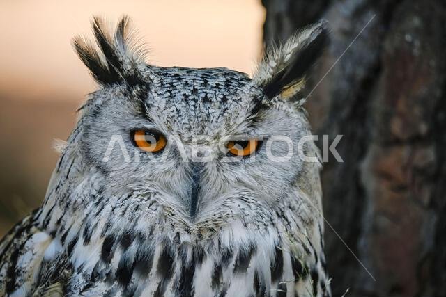 Bubo bubo Sibiricus - البومة السيبيرية هي نوع من الطيور في عائلة Strigidae.