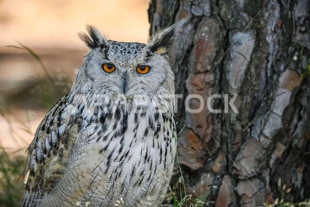 Bubo bubo Sibiricus - Siberian owl, is a species of bird Strigiformes in the family Strigidae.