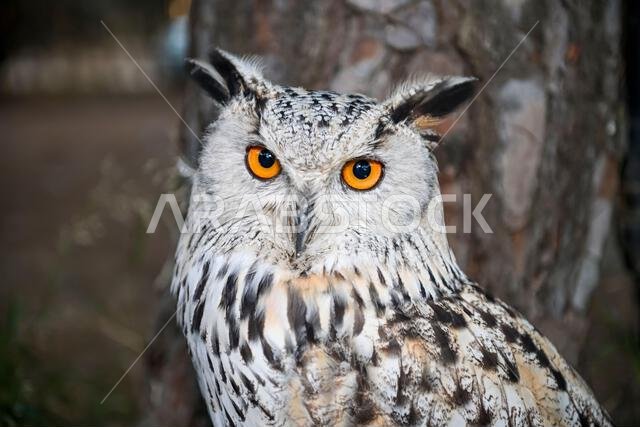 Bubo bubo Sibiricus - البومة السيبيرية هي نوع من الطيور في عائلة Strigidae.