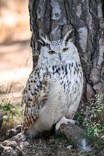Bubo bubo Sibiricus - Siberian owl, is a species of bird Strigiformes in the family Strigidae.