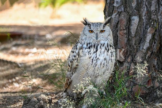 Bubo bubo Sibiricus - Siberian owl, is a species of bird Strigiformes in the family Strigidae.