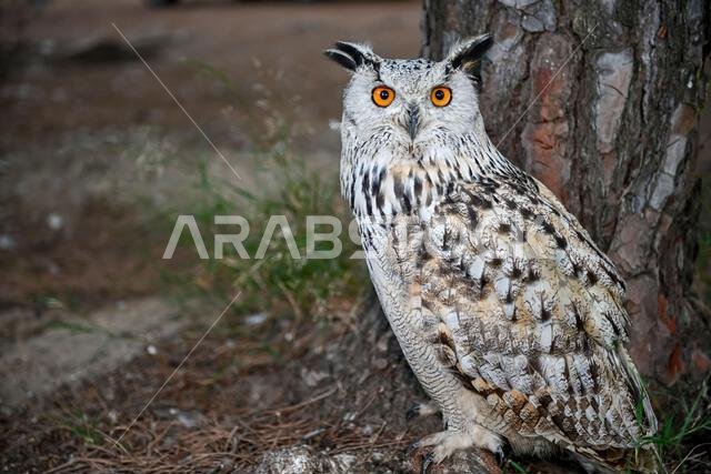 Bubo bubo Sibiricus - البومة السيبيرية هي نوع من الطيور في عائلة Strigidae.