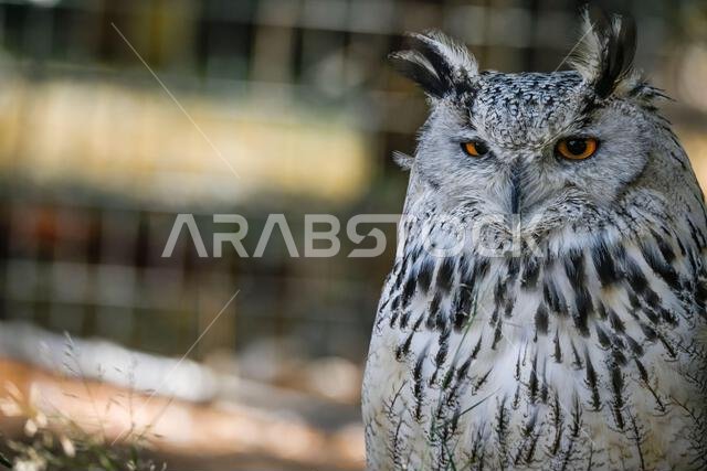Bubo bubo Sibiricus - Siberian owl, is a species of bird Strigiformes in the family Strigidae.