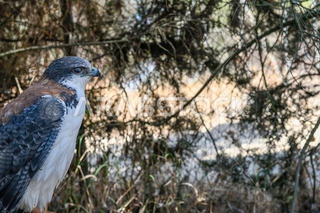 Geranoaetus polyosoma or buteo polyosoma, is a species of accipitriforme bird in the family Accipitridae.