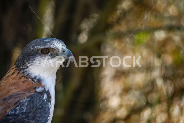 Geranoaetus polyosoma or buteo polyosoma, is a species of accipitriforme bird in the family Accipitridae.